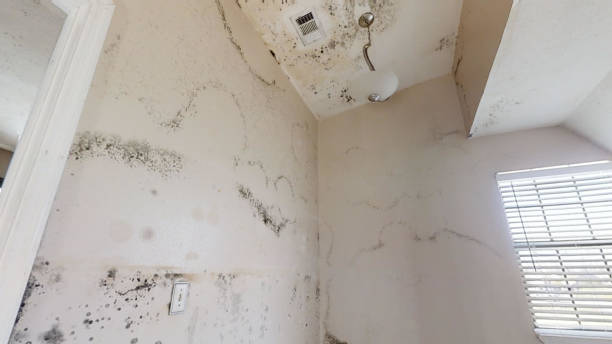 Best Dehumidification Services  in Old Mystic, CT