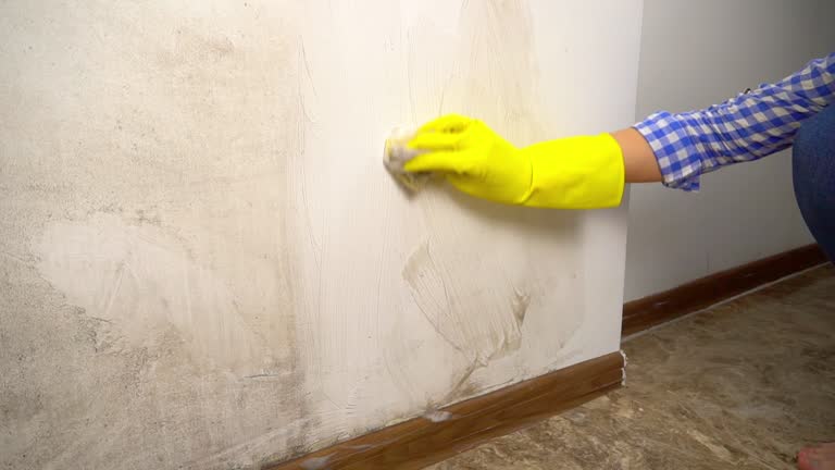 Best Basement Mold Removal  in Old Mystic, CT