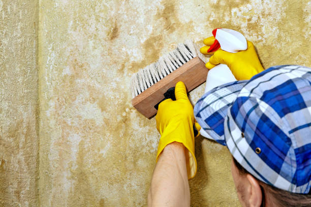 Environmental Consulting for Mold Prevention in Old Mystic, CT