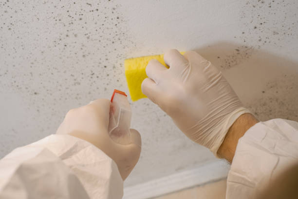 Best Forensic Mold Investigation  in Old Mystic, CT
