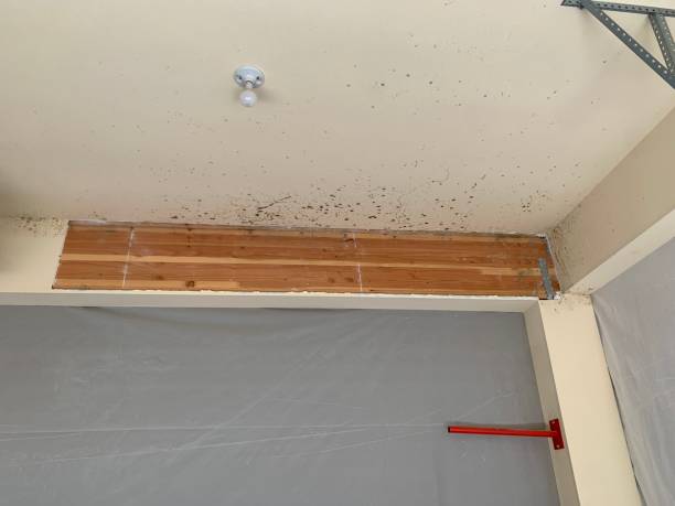 Best Mold Odor Removal Services  in Old Mystic, CT