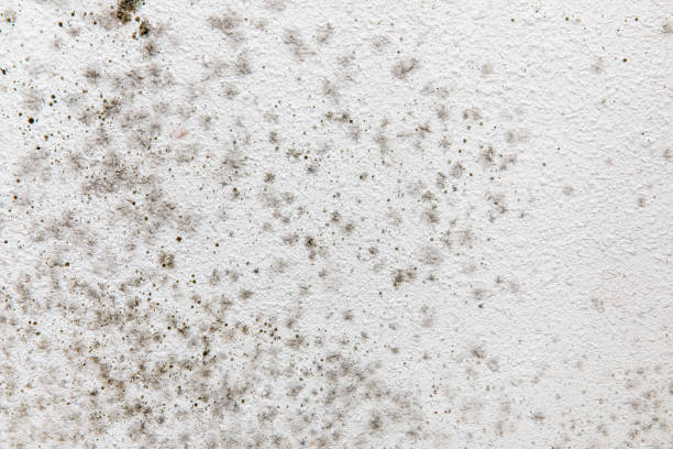 Best Environmental Consulting for Mold Prevention  in Old Mystic, CT