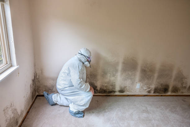 Best Commercial Mold Inspection  in Old Mystic, CT