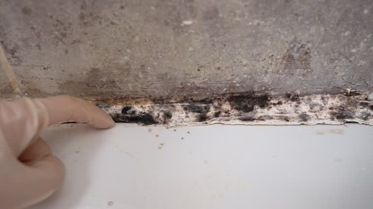 Reliable Old Mystic, CT Mold Removal Solutions