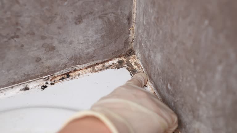 Best Mold Damage Restoration  in Old Mystic, CT